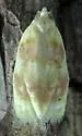 Oak Leaftier Moth - Hodges#3503 - photo 4