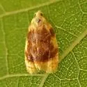 Oak Leaftier Moth - Hodges#3503 - photo 5