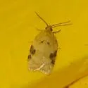 Acleris simpliciana - Hodges#3524