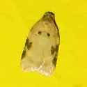 Acleris simpliciana - Hodges#3524 - photo 2