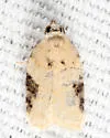 Acleris simpliciana - Hodges#3524 - photo 3