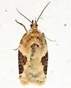 Acleris simpliciana - Hodges#3524 - photo 4