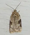 Acleris simpliciana - Hodges#3524 - photo 5