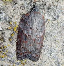 Acleris sparsana