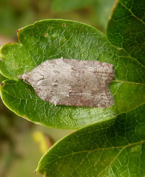 Acleris sparsana - photo 2