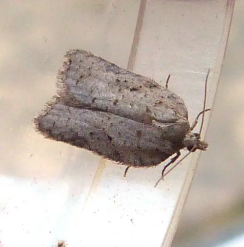 Acleris sparsana - photo 3