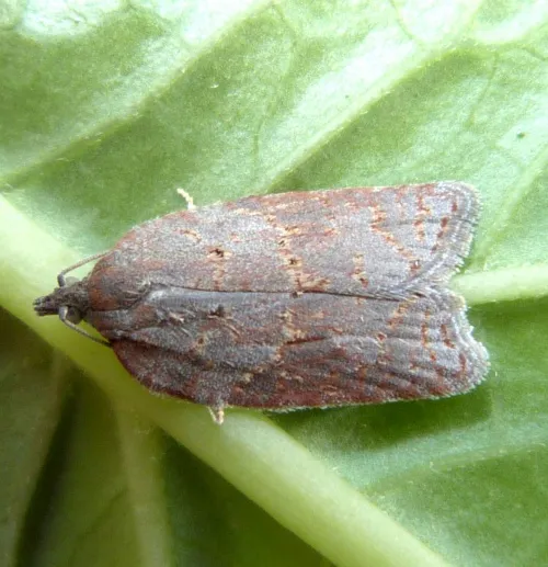 Acleris sparsana - photo 4