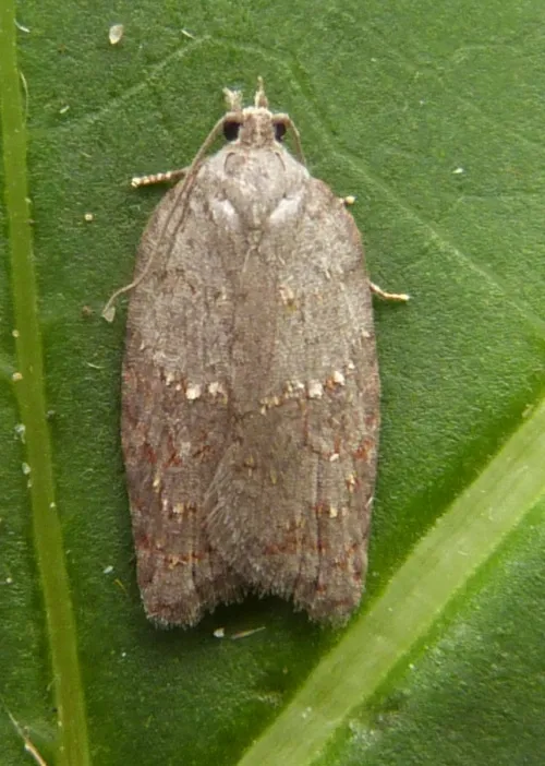 Acleris sparsana - photo 5