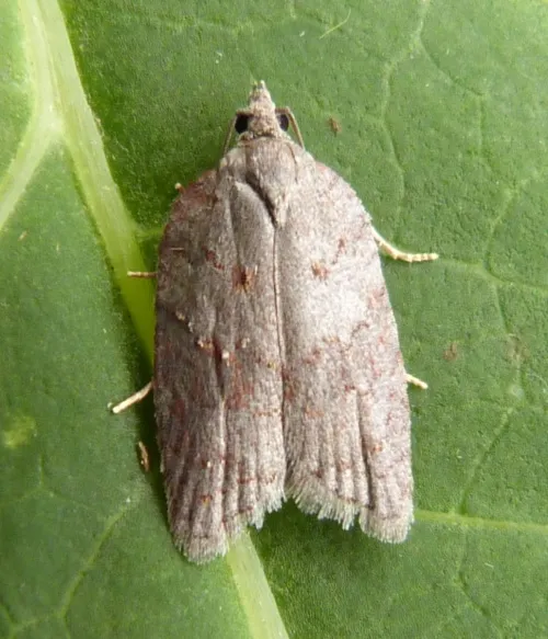 Acleris sparsana - photo 6