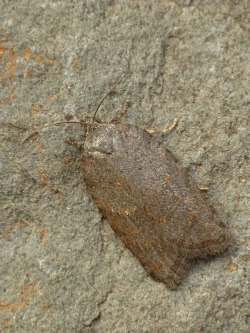 Acleris sparsana - photo 7