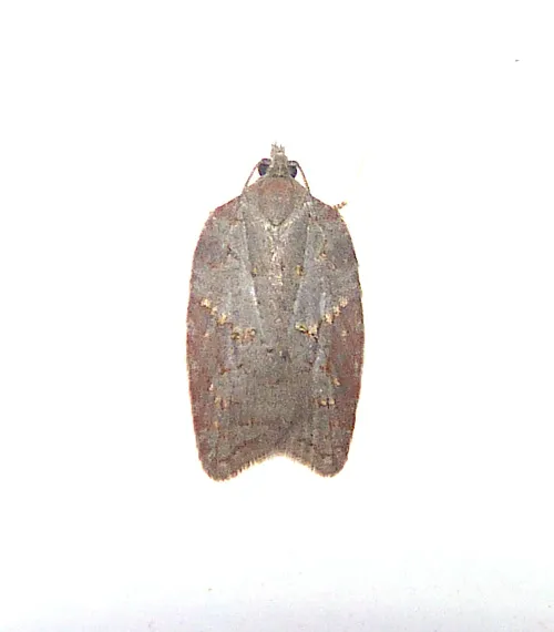 Acleris sparsana - photo 8