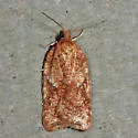 Acleris stadiana - Hodges#3521.1