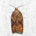 Acleris stadiana - Hodges#3521.1 - photo 2