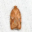 Acleris stadiana - Hodges#3521.1 - photo 3