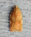 Acleris stadiana - Hodges#3521.1 - photo 4