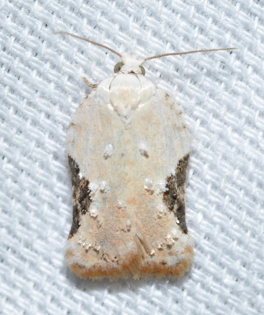 Bent-wing Acleris - Hodges#3517 - photo 2