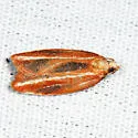 Eastern Black-headed Budworm - Hodges#3548 - Acleris variana