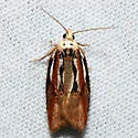 Eastern Black-headed Budworm - Hodges#3548 - photo 3
