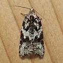 Eastern Black-headed Budworm - Hodges#3548 - photo 4
