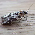 Eastern Black-headed Budworm - Hodges#3548 - photo 5