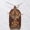 Viburnum Acleris - Hodges#3527