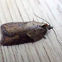 Viburnum Acleris - Hodges#3527 - photo 2