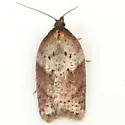 Viburnum Acleris - Hodges#3527 - photo 3