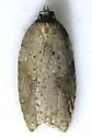 Viburnum Acleris - Hodges#3527 - photo 4