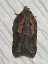 Acleris youngana - Hodges#3550