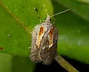Acleris youngana - Hodges#3550 - photo 2