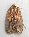 Acleris youngana - Hodges#3550 - photo 4