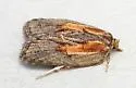 Acleris youngana - Hodges#3550 - photo 5