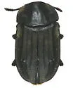 Western Spinach Carrion Beetle