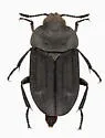 Western Spinach Carrion Beetle - photo 2