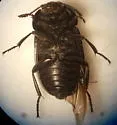 Western Spinach Carrion Beetle - photo 3