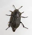 Western Spinach Carrion Beetle - photo 4