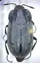Western Spinach Carrion Beetle - photo 5