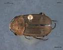 Aclypea opaca - photo 2