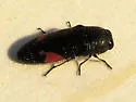Acmaeodera acanthicola