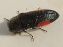 Acmaeodera acanthicola - photo 2
