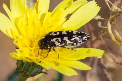 Acmaeodera acuta