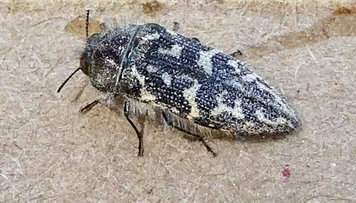Acmaeodera acuta - photo 2