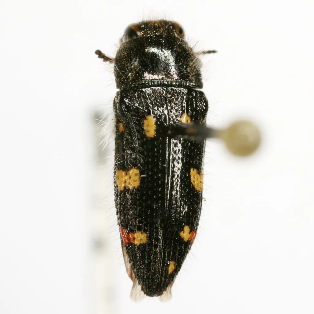 Acmaeodera adenostomae - photo 2