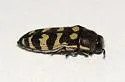 Acmaeodera alicia