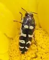 Acmaeodera alicia - photo 2