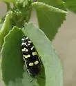 Acmaeodera alicia - photo 3