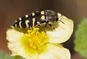 Acmaeodera alicia - photo 4