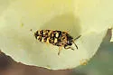 Acmaeodera alicia - photo 5