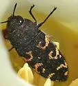 Acmaeodera alpina - photo 2