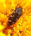 Acmaeodera alpina - photo 3